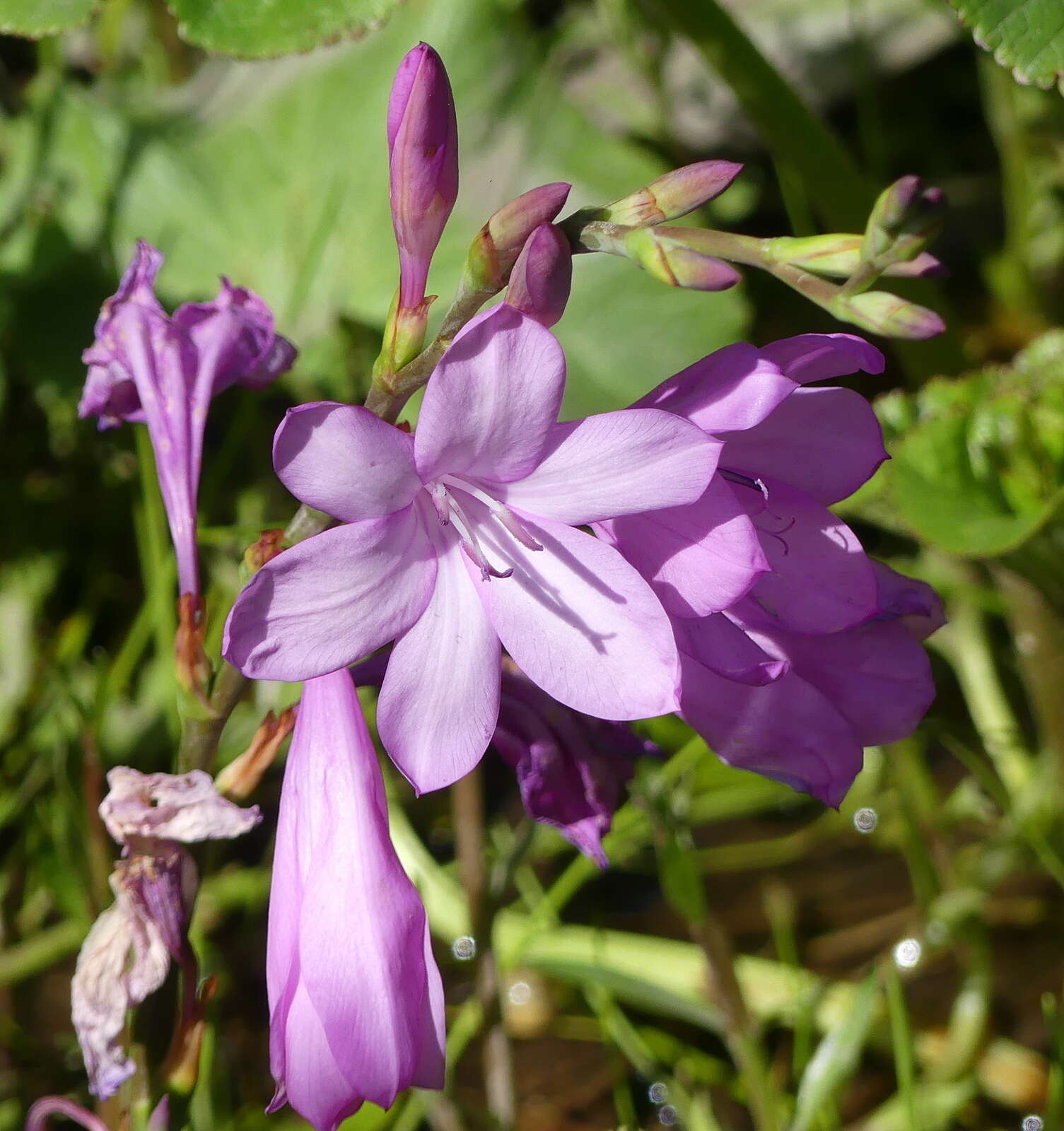 Image of Watsonia knysnana L. Bolus