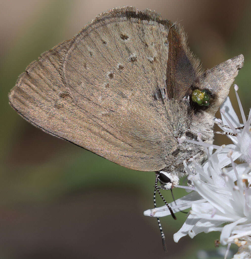 Image of Satyrium fuliginosa (Edwards 1861)