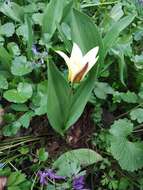 Image of water-lily tulip