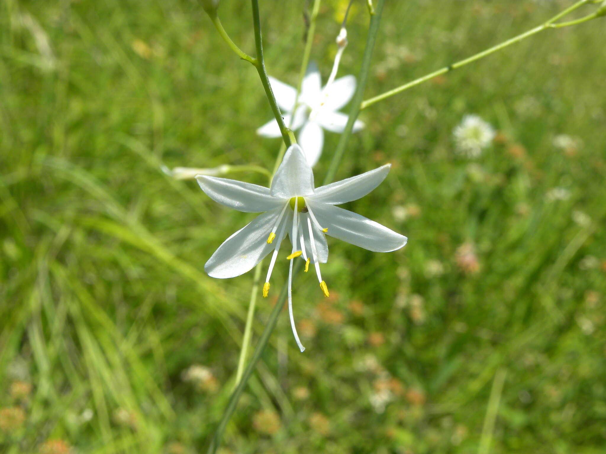 Image of Anthericum