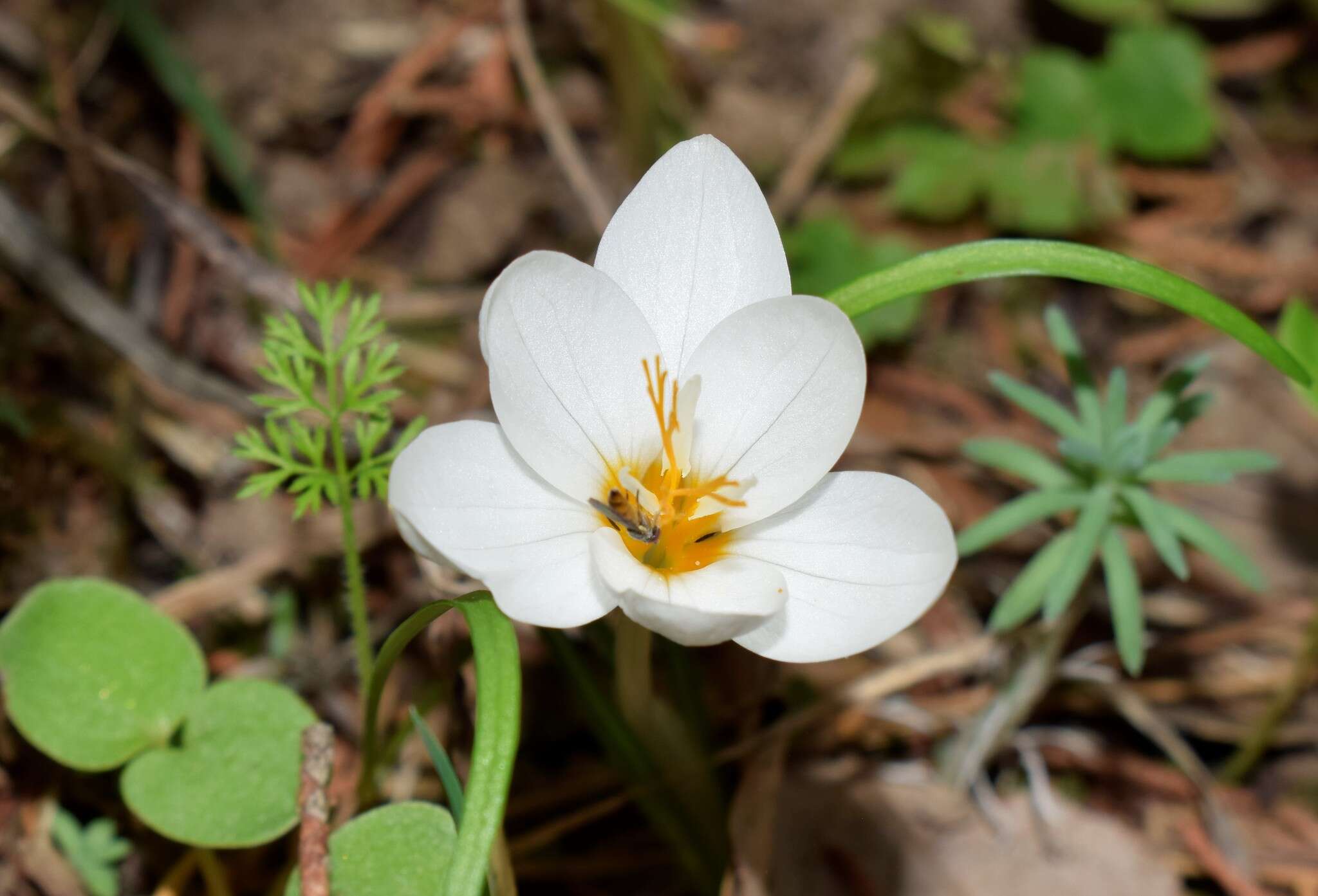 Image of smooth crocus