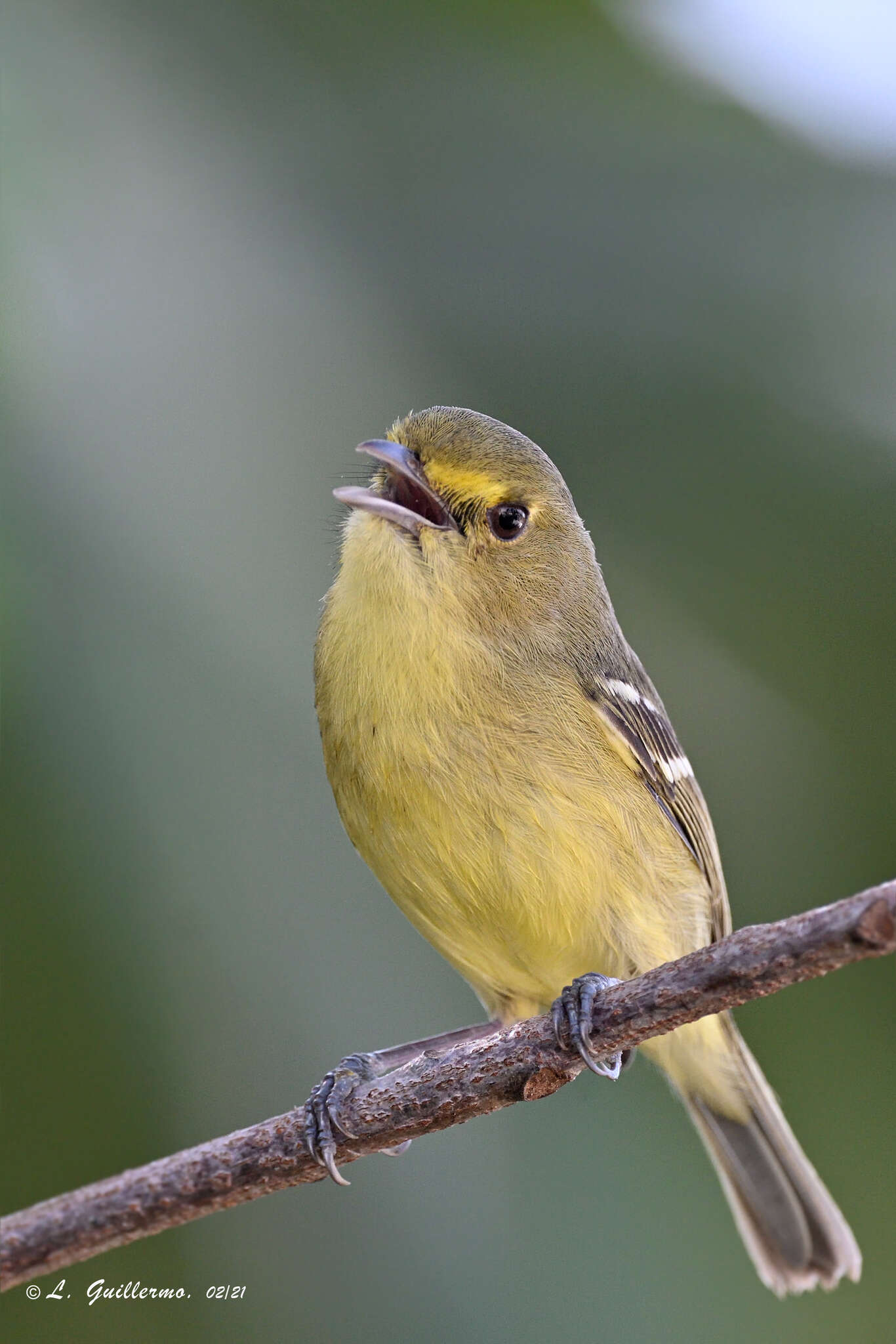 Image of Mangrove Vireo