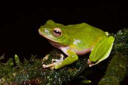 Image of Pseudophilautus stuarti (Meegaskumbura & Manamendra-Arachchi 2005)