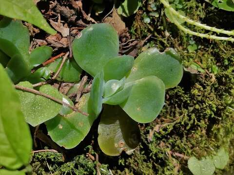 Image of Echeveria elegans Rose