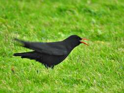 Pyrrhocorax pyrrhocorax pyrrhocorax (Linnaeus 1758) resmi