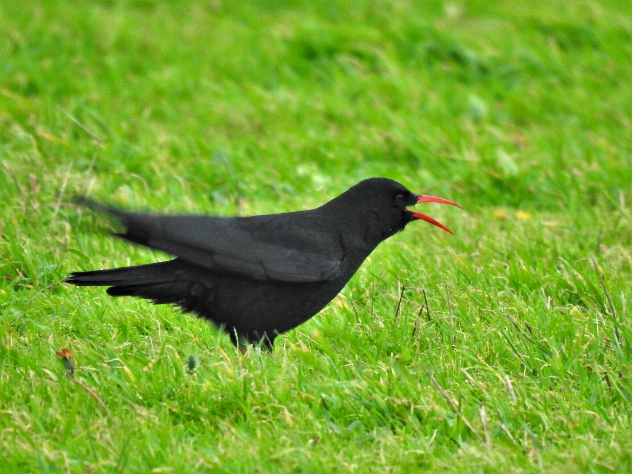 Sivun Pyrrhocorax pyrrhocorax pyrrhocorax (Linnaeus 1758) kuva