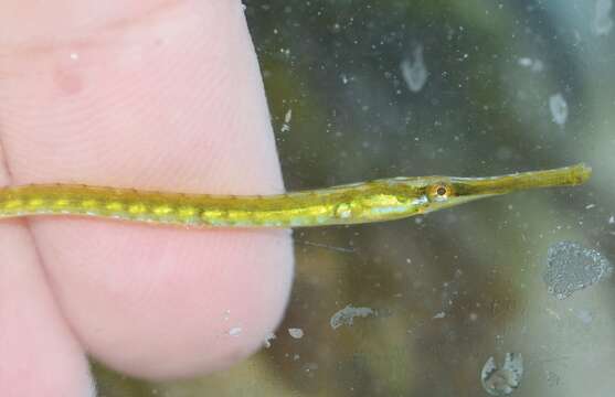 Image of Dusky pipefish