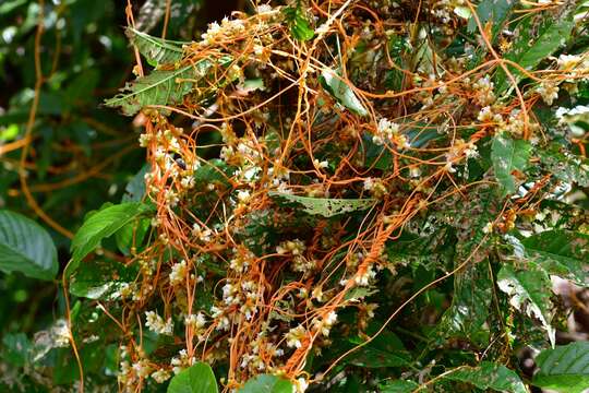 Image of Cuscuta tinctoria Mart. ex Engelm.