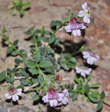 Image of Chaenorhinum crassifolium (Cav.) Lange