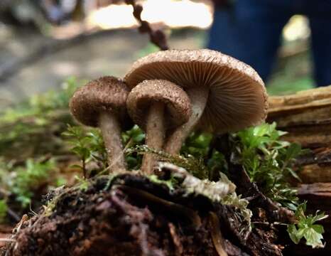 Image of Inocybe lanuginosa (Bull.) P. Kumm. 1871