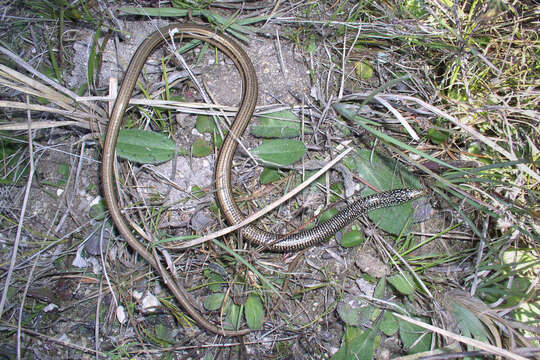 Image of Island Glass Lizard