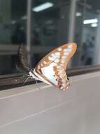 Graphium eurypylus (Linnaeus 1758) resmi