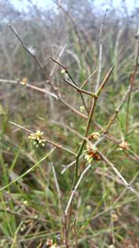 Image of Duma florulenta (Meisn.) T. M. Schust.