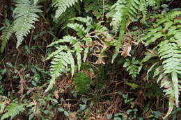 Imagem de Pteris terminalis var. fauriei (Christ) Ebihara & Nakato