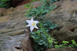 Image of Easter lily