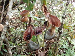 Слика од Nepenthes lowii Hook. fil.