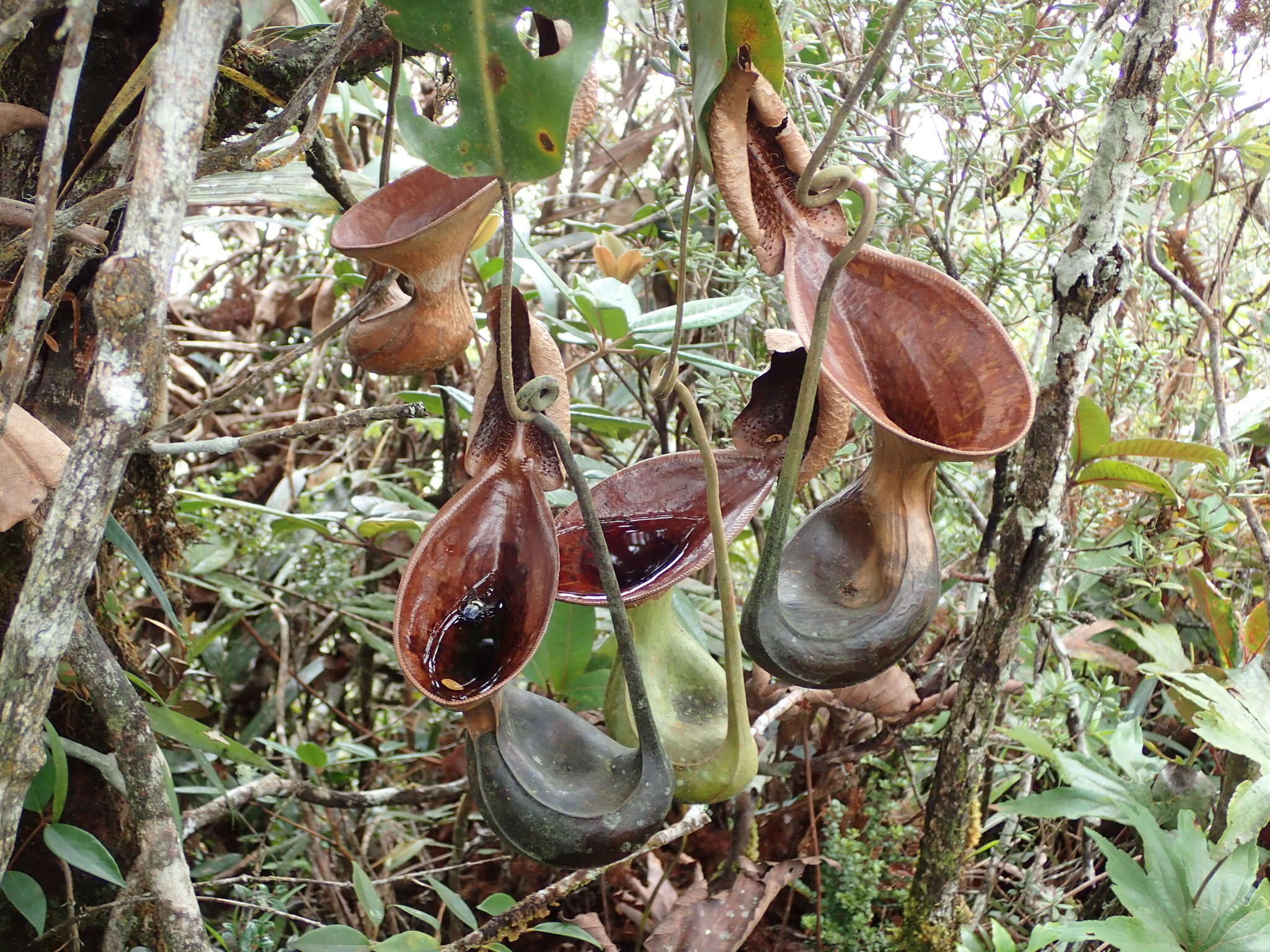 Слика од Nepenthes lowii Hook. fil.