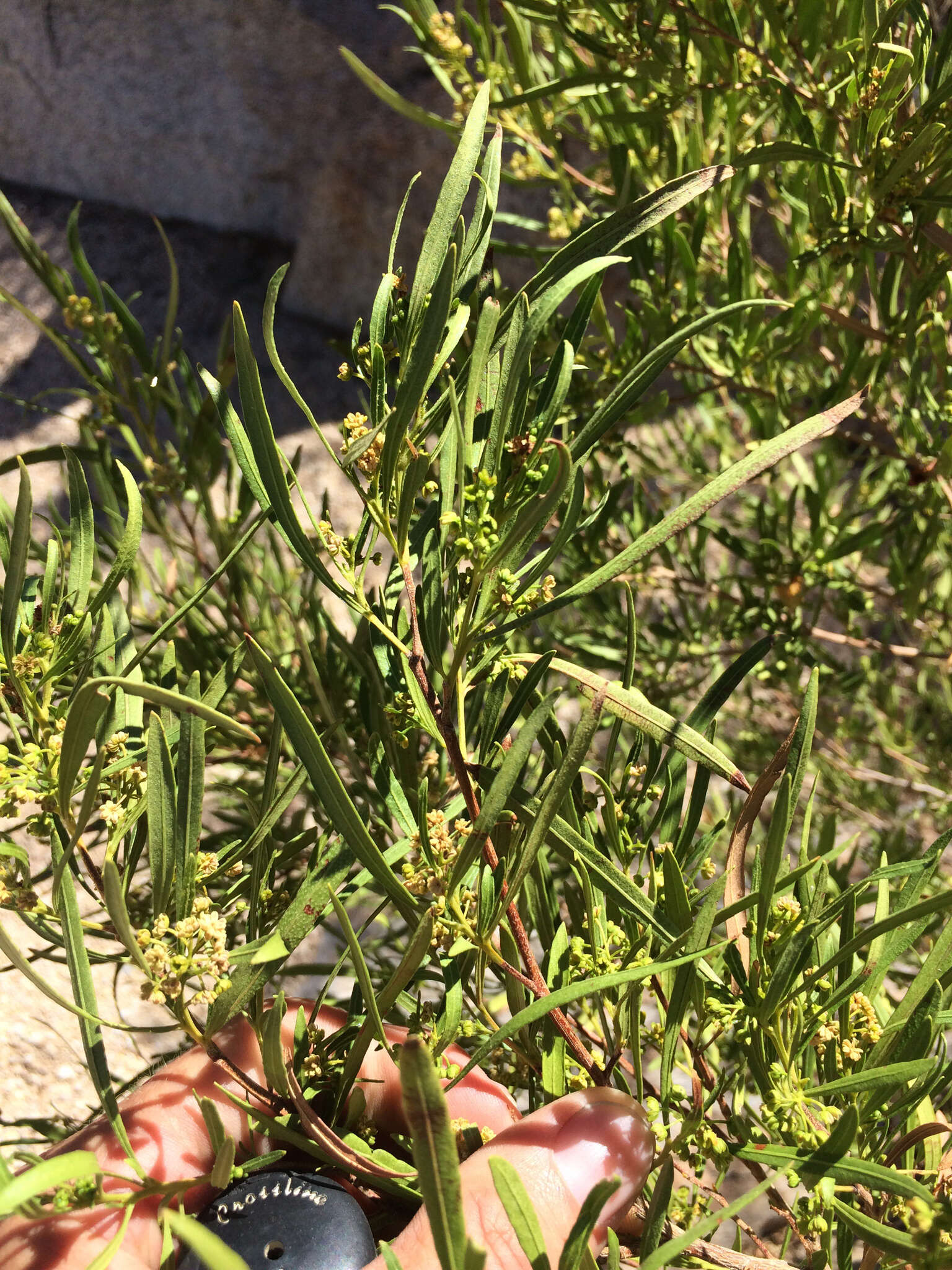 Image de Dodonaea lanceolata F. Müll.