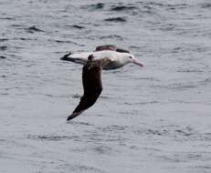 Image of Royal Albatross