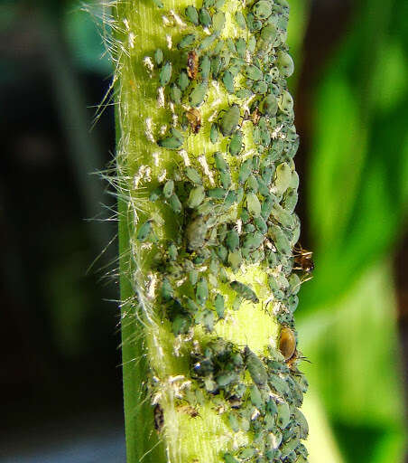 Image of Corn leaf aphid