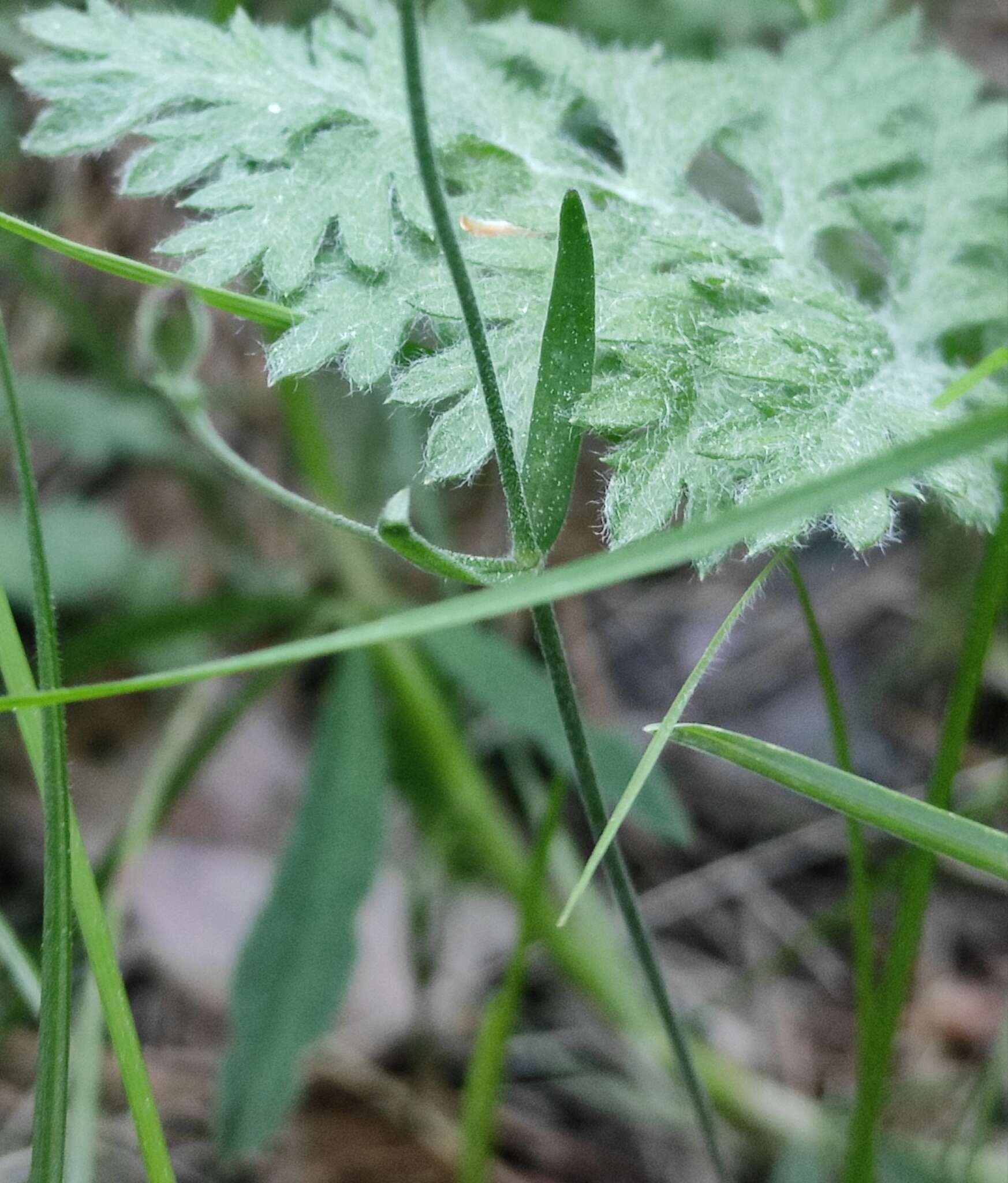 Image of Silene linnaeana V. N. Voroschilov