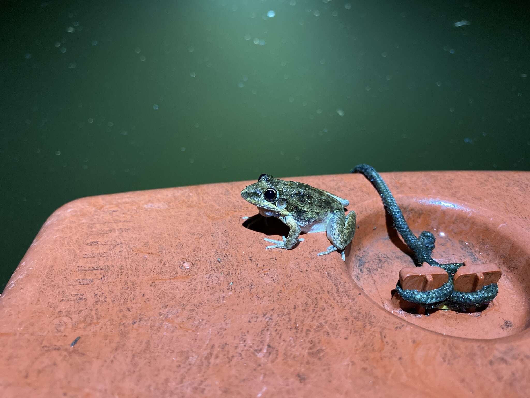 Plancia ëd Litoria inermis (Peters 1867)