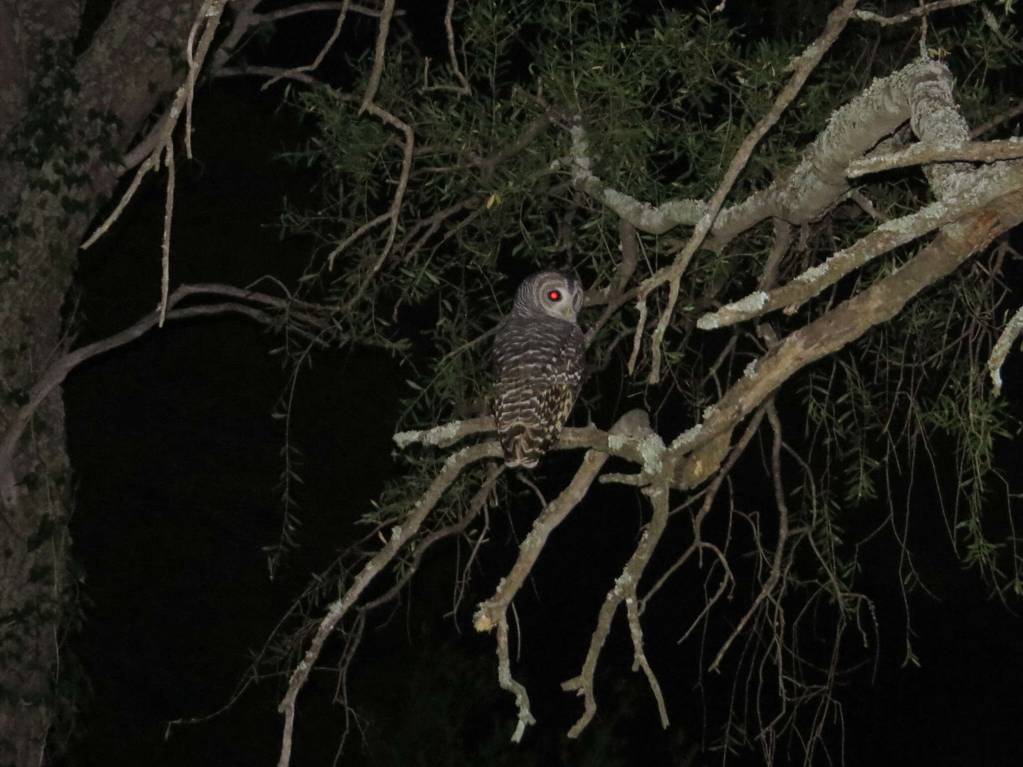 Image of Chaco Owl