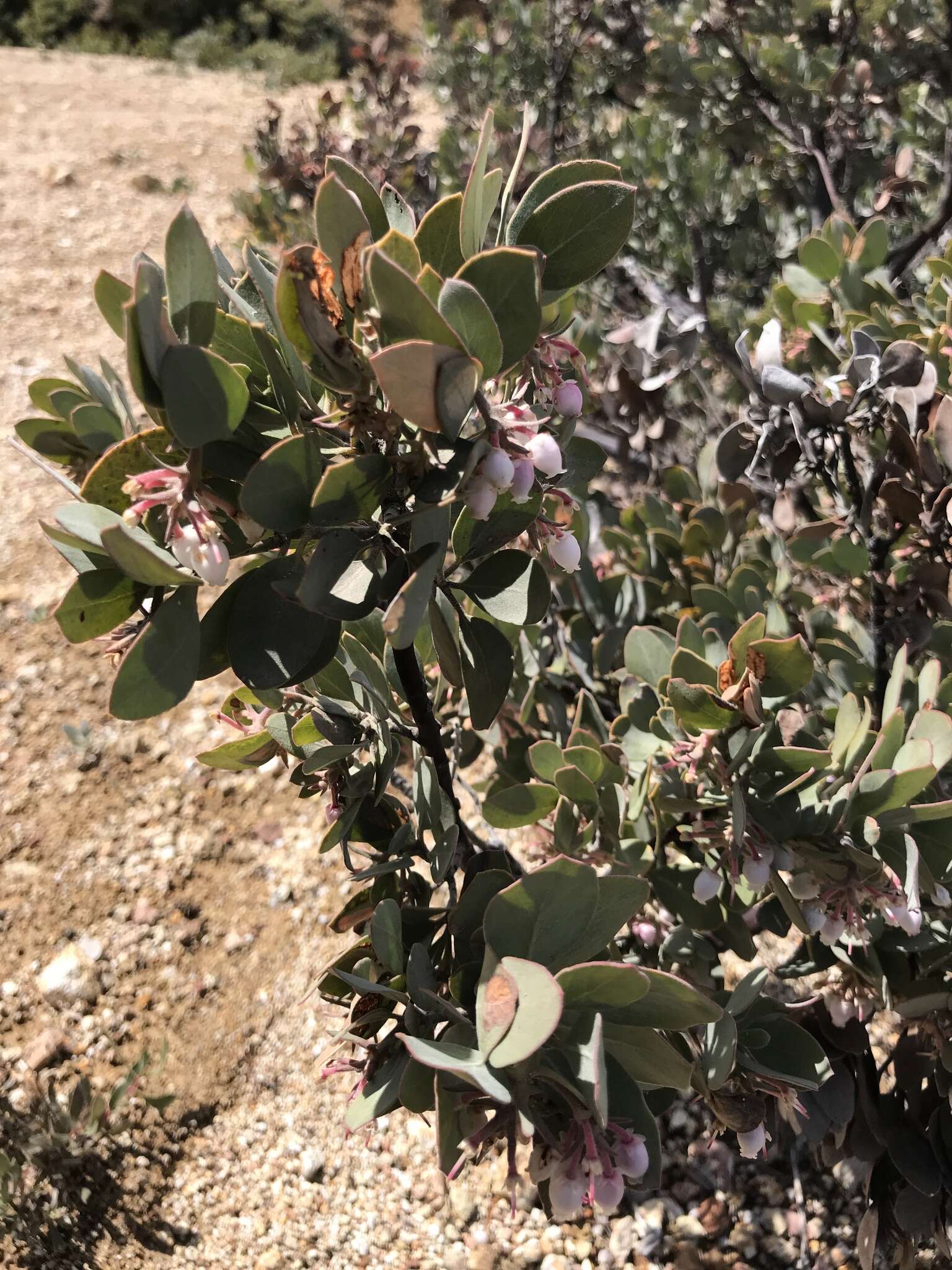 Image de Arctostaphylos canescens subsp. canescens