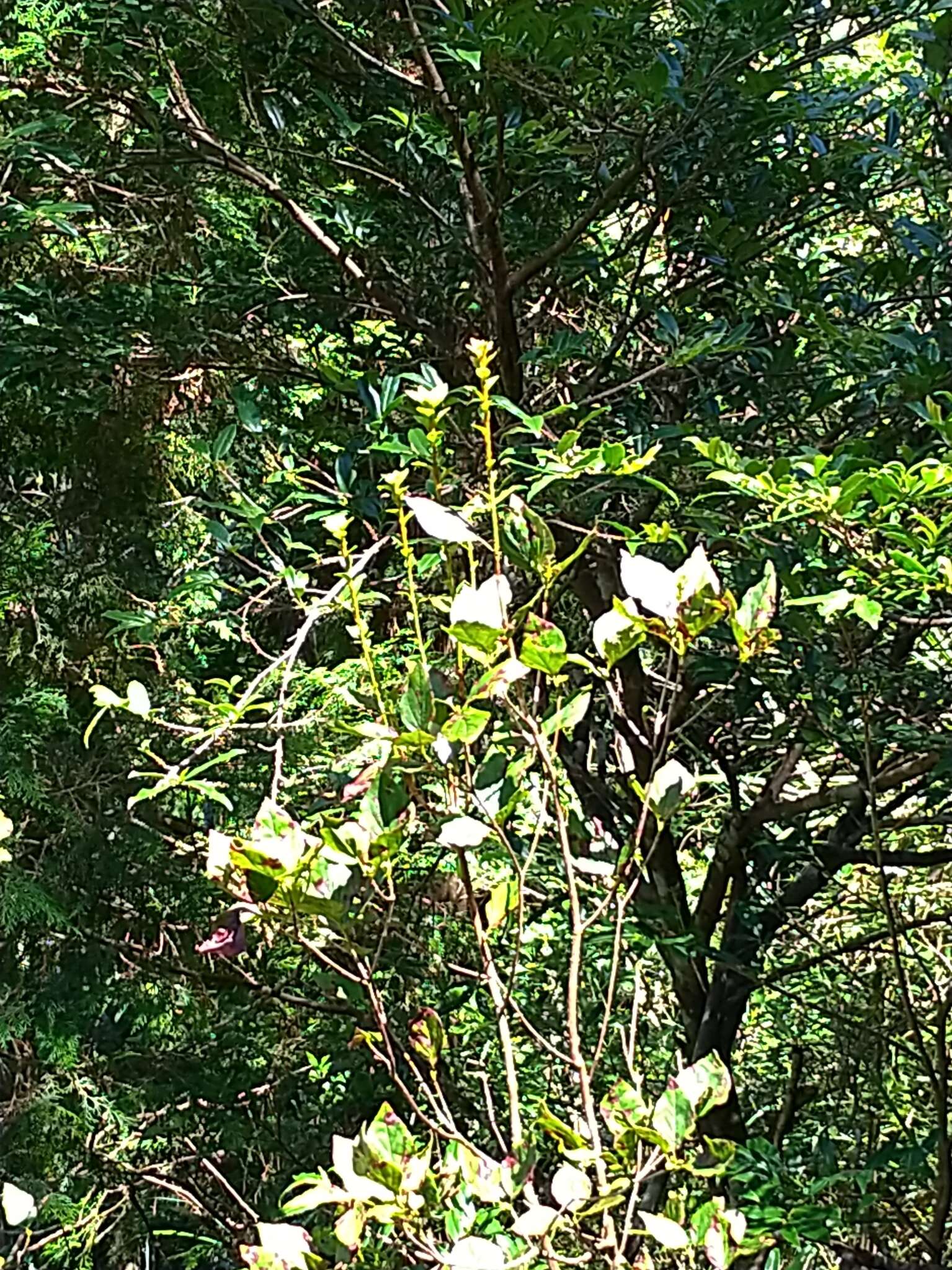 Imagem de Rhododendron mariesii Hemsl. & E. H. Wilson