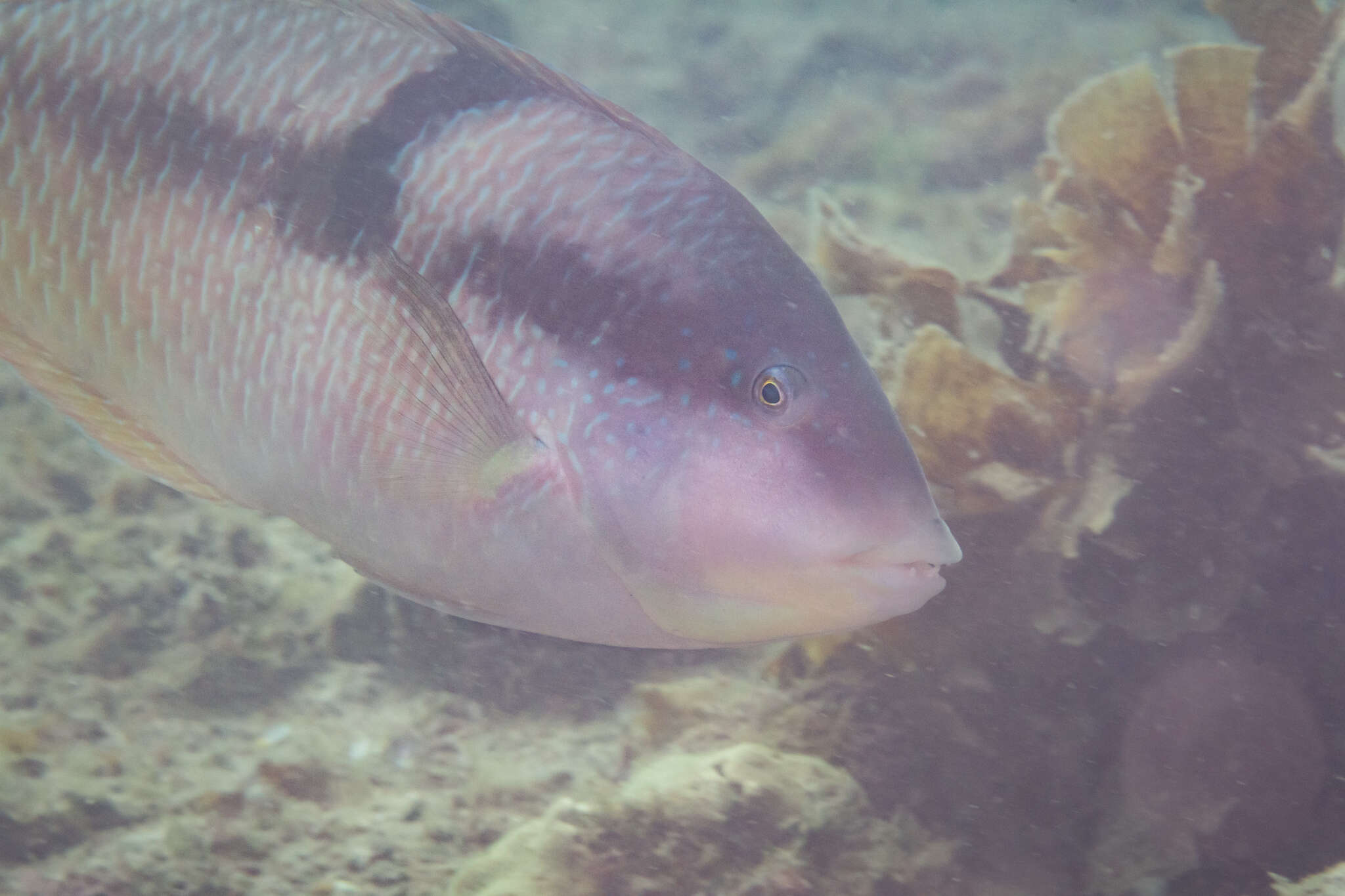 Image of Spinster wrasse