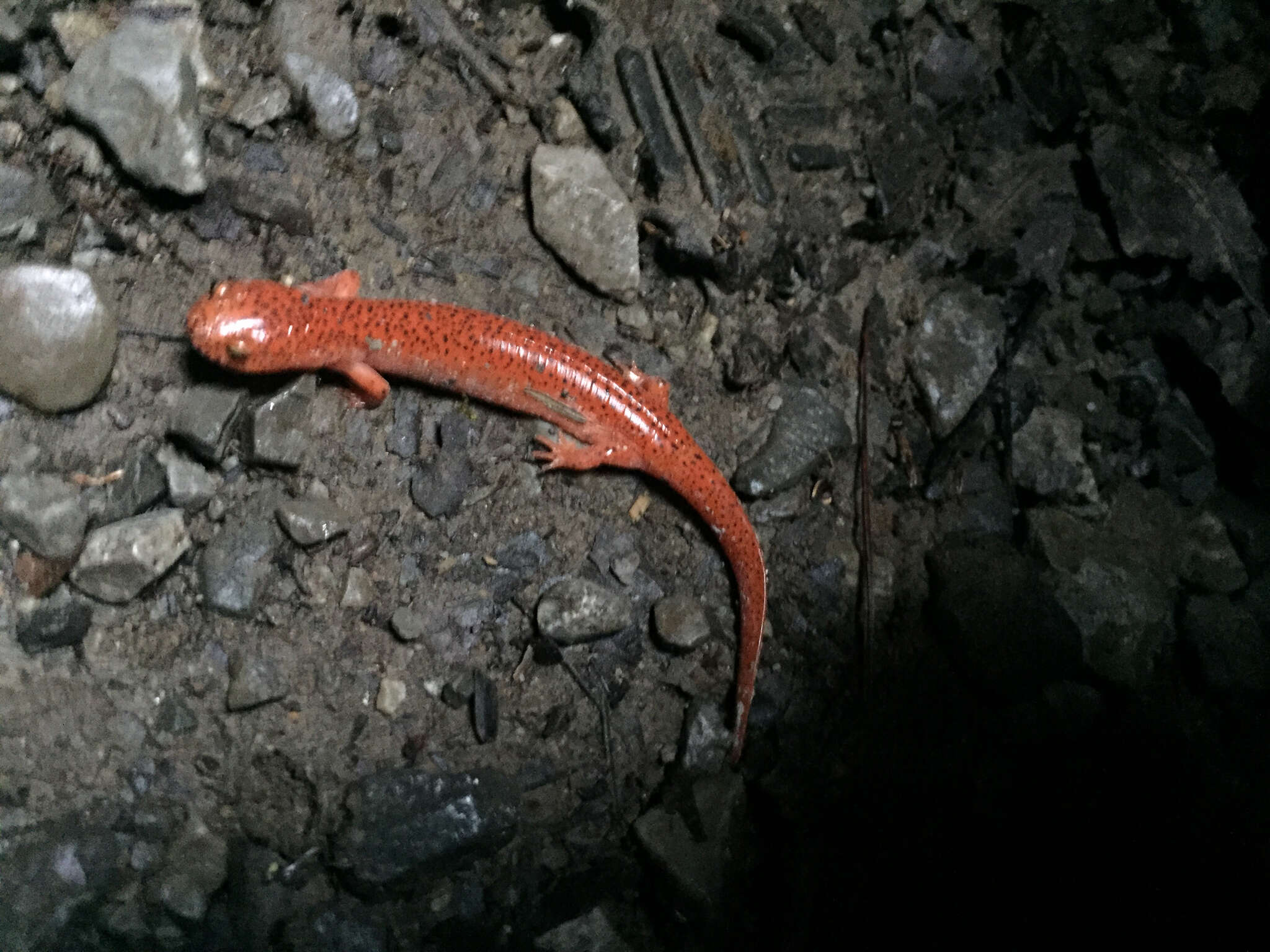 Image of Pseudotriton ruber (Sonnini de Manoncourt & Latreille 1801)