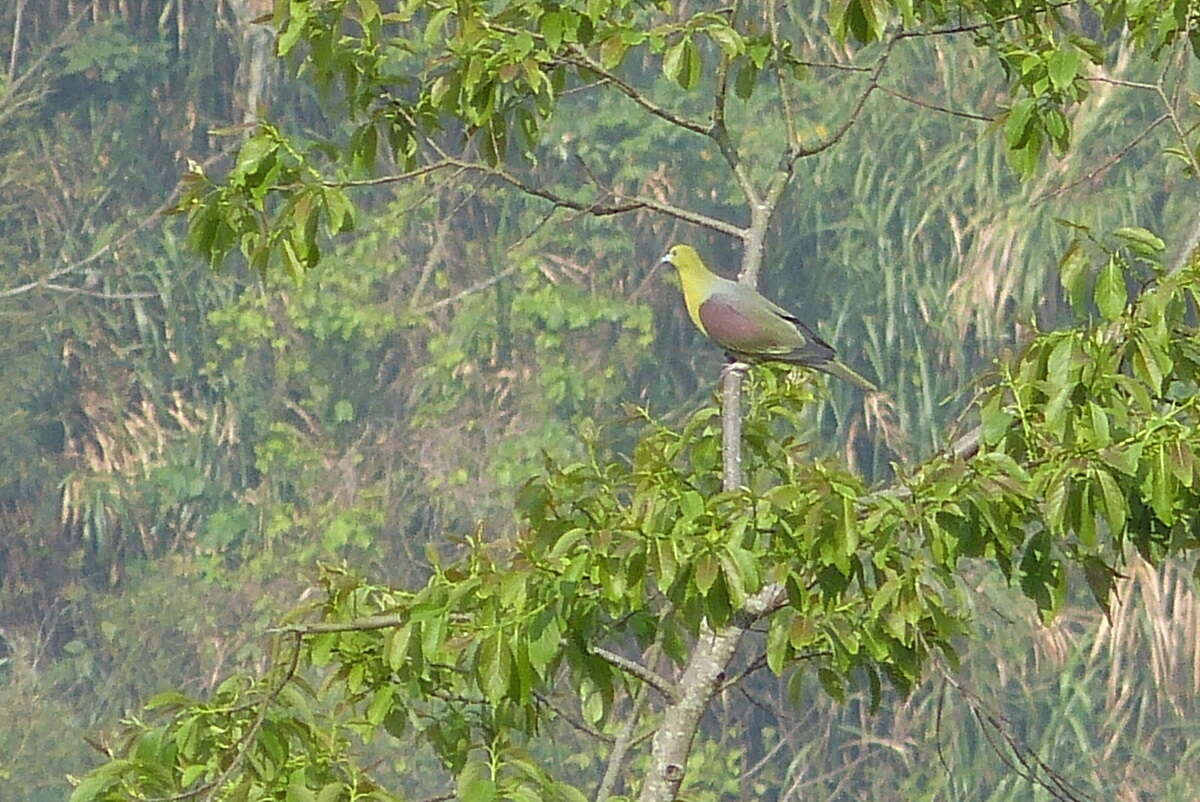 صورة Treron sieboldii sieboldii (Temminck 1835)