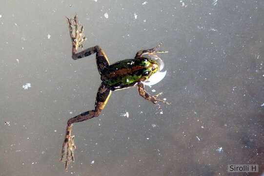 Image of Pseudinae Fitzinger 1843