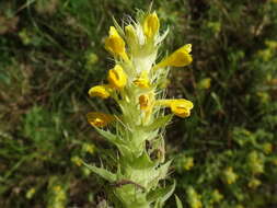 Image of Melampyrum carstiense (Ronn.) Fritsch