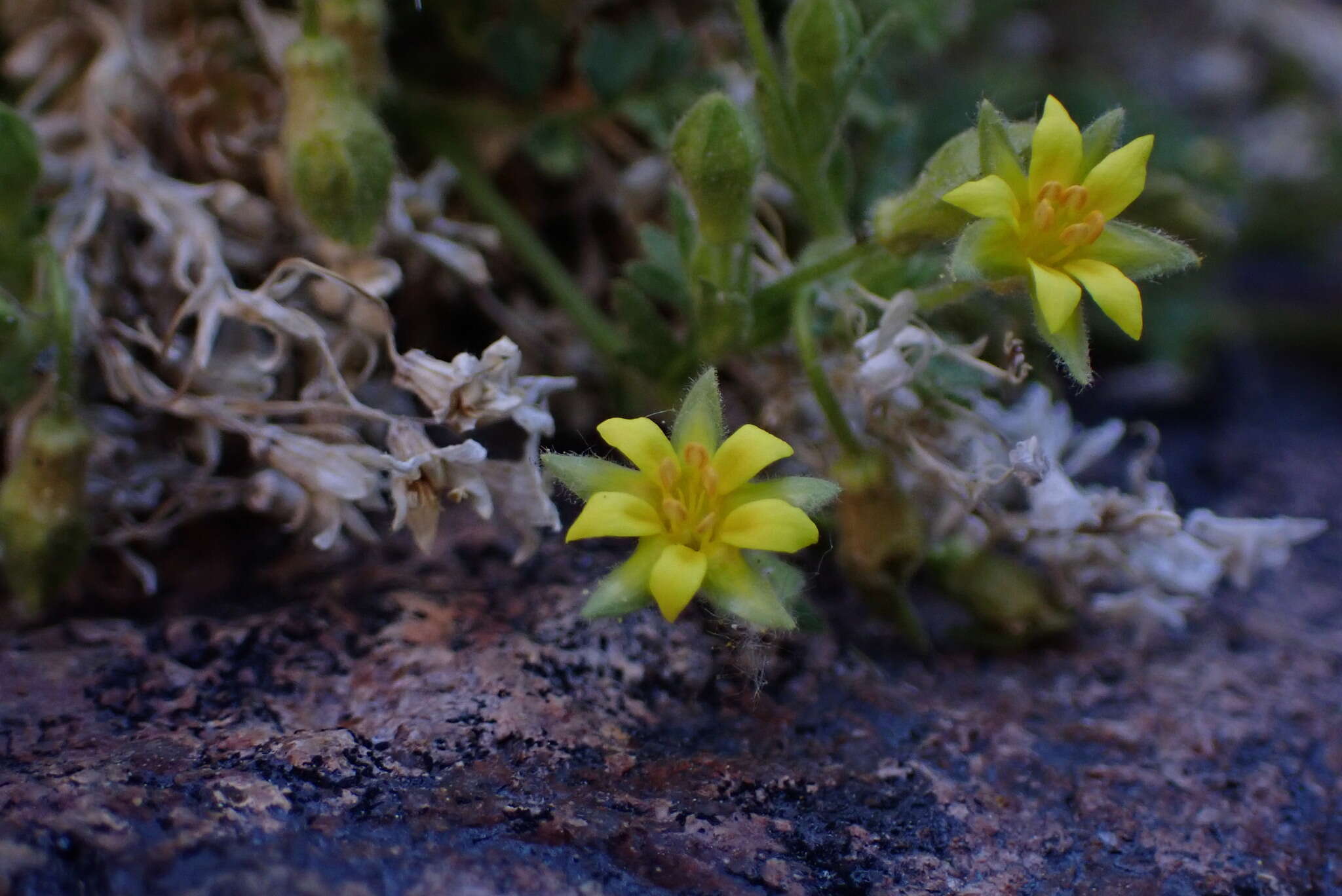 Image de Ivesia arizonica (Eastw. ex J. T. Howell) B. Ertter