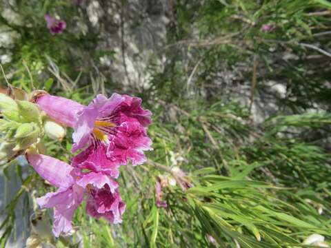 Image of desert willow