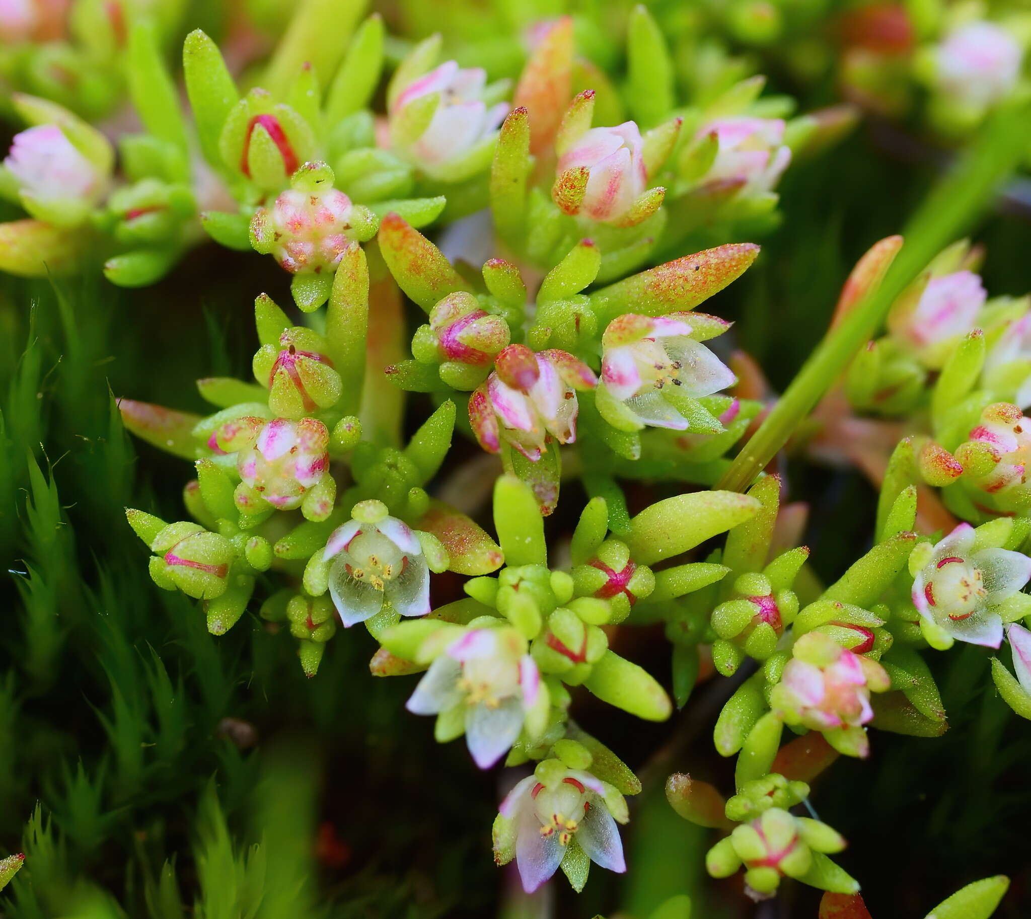 <i>Crassula <i>decumbens</i></i> var. decumbens resmi