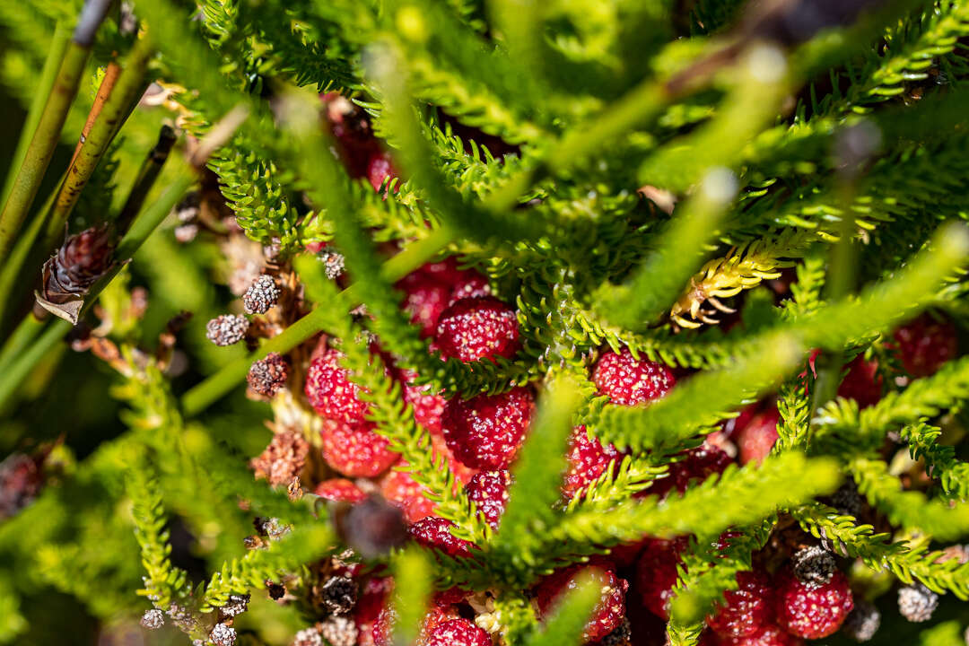 Image of Berzelia alopecuroides (Thunb.) Sond.