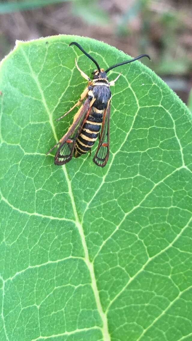 Image of Riley's Clearwing