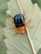 Image of Tomapoderus ruficollis (Fabricius & J. C. 1781)