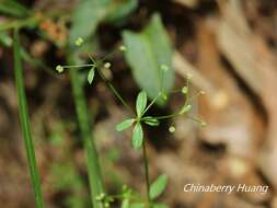 Plancia ëd Galium bungei var. trachyspermum (A. Gray) Cufod.