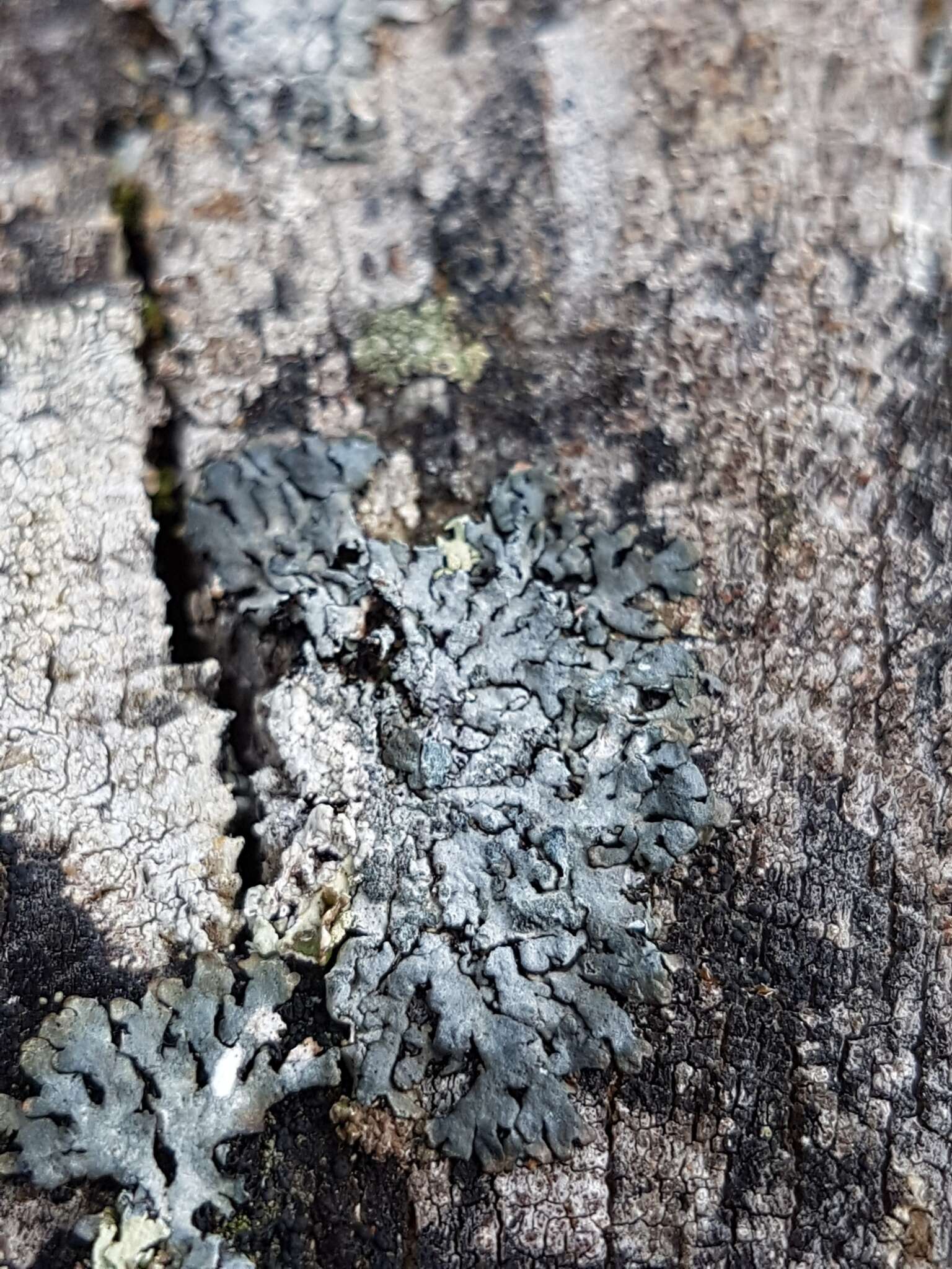 Image of bran lichen