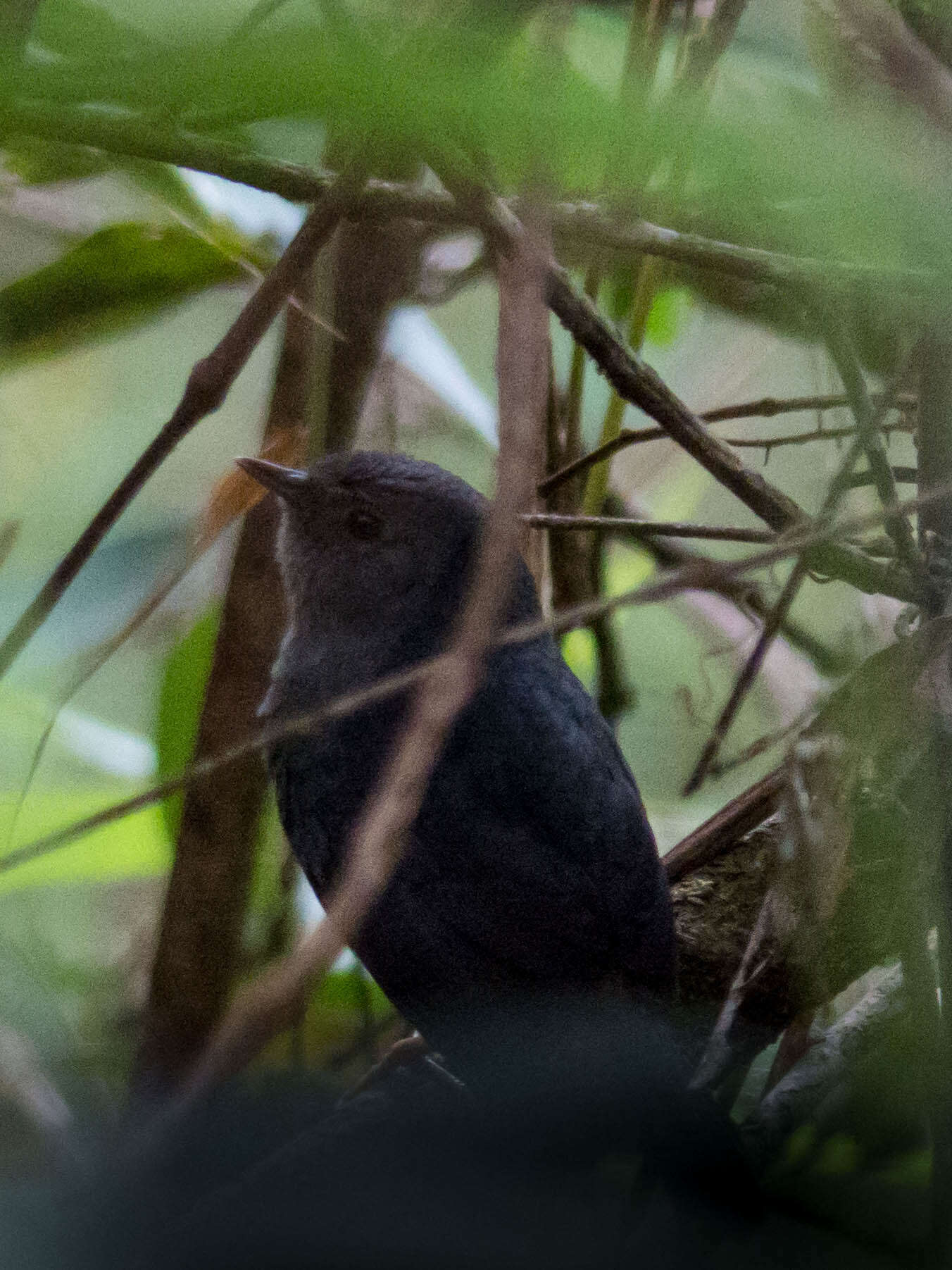 Image of Rock Tapaculo