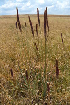 Image de Kniphofia typhoides Codd