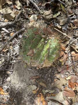 Image of Melocactus intortus subsp. intortus