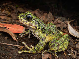 Image of Odorrana splendida Kuramoto, Satou, Oumi, Kurabayashi & Sumida 2011