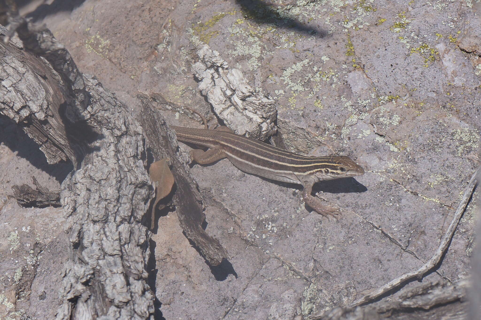 Image of OpataWhiptail