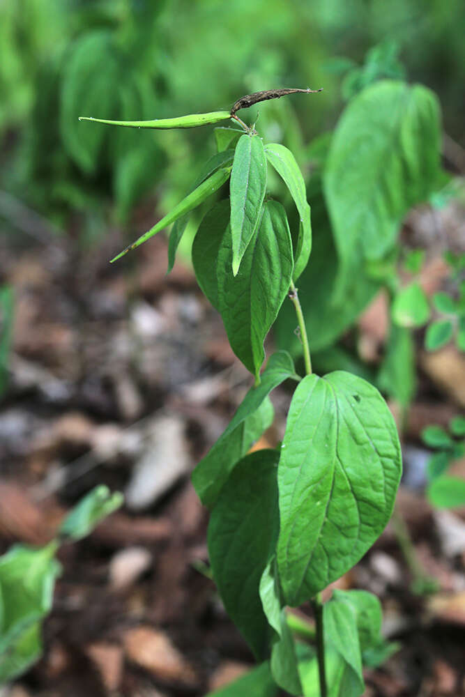 Image of Vincetoxicum inamoenum Maxim.