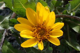 Image of Humboldt mule-ears