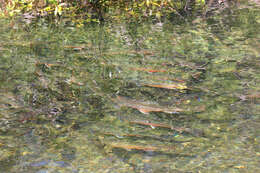 Image of Arctic Char